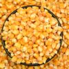Popcorn Kernels - 1Kg