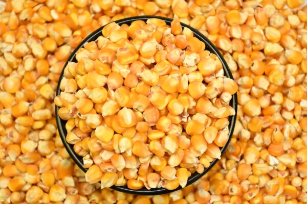 Popcorn Kernels - 1Kg